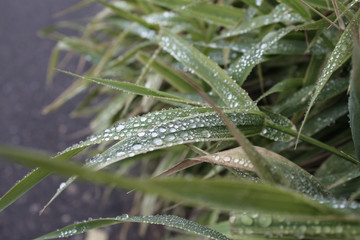  Drops of rain on green grass
