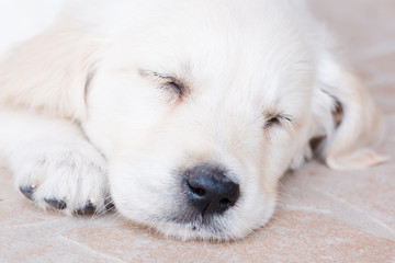Very young golden retriever puppy is sleeping, portrait closeup