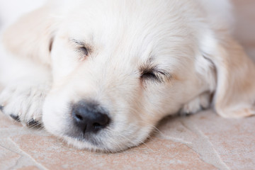 Very young golden retriever puppy is sleeping, portrait closeup