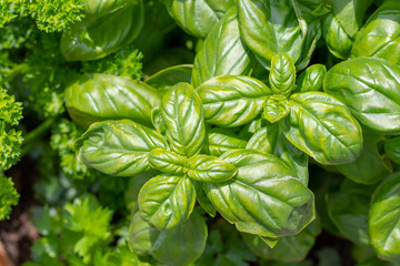 Fresh basil leaves in the sun 