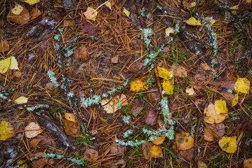 Land in the woods with fallen needles, tree branches with moss