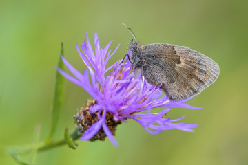 Small Heath - Coenonympha pamphilus, beautiful brown and orange butterfly from Europe and North Africa.