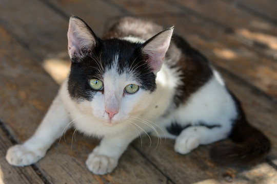  kitten with big yellow eyes
