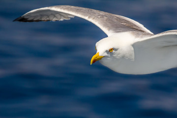 European herring gull, seagull, Larus argentatus flying in the summer along the shores of Aegean sea near Athens, Greece
