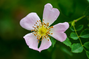 Pink rose hip flower on a bush close-up.
