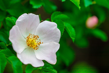 Pink rose hip flower on a bush close-up.
