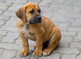 South african Boerboel puppy - the Game outside in the garden