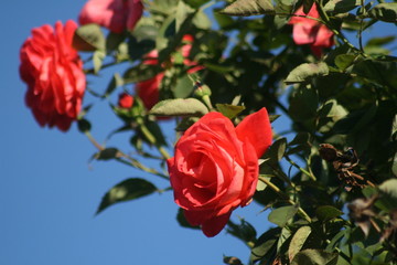 Red Rose and Blue Sky