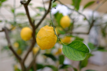 Lemon tree in Italy 
