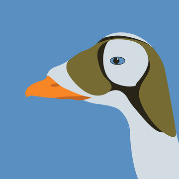 eider duck head vector illustration flat style profile 