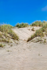 Sand Dunes and Marram Grass at Ocean Beach, San Francisco