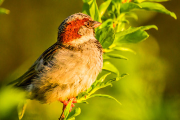 Male or female house sparrow or Passer domesticus is a bird of the sparrow family Passeridae, found in most parts of the world