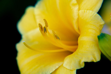 Day Lily-4/A beautiful photograph of a yellow Day Lily on an early summer morning.
