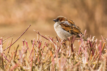Male or female house sparrow or Passer domesticus is a bird of the sparrow family Passeridae, found in most parts of the world