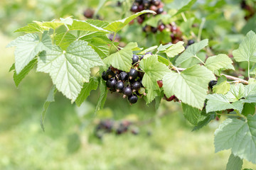 Bush of black currant with a lot of ripe black currant berries, in summer