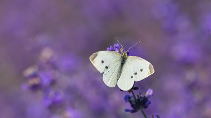white butterfly on a lavender field flower