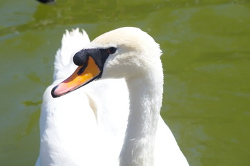 Obraz premium White Swan swimming in the lake. 