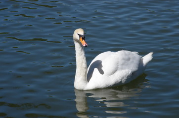 White Swan swimming in the lake. 