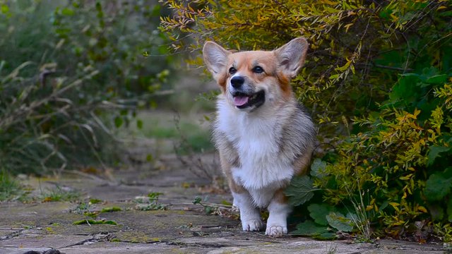Welsh corgy pembroke posing in the garden