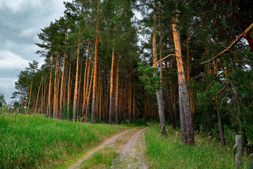 Obraz premium Rural landscape. Forest, road.