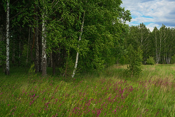 Rural landscape. Forest.