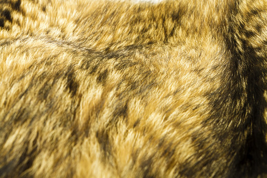 Raccoon dog fur. Useful as texture or background