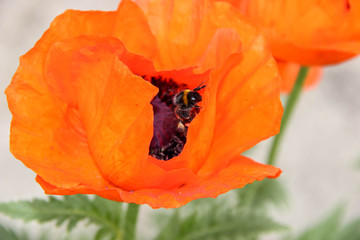Bumblebee collects nectar from an orange flower