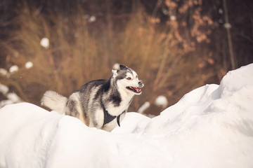 Husky