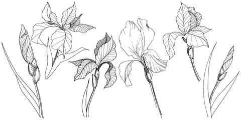 Irises in a vector style isolated. Full name of the plant: iris. Vector flower for background, texture, wrapper pattern, frame or border.