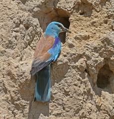 European roller with a grasshopper in its beak sits near nest. Close-up and unusual foreshortening photo witn exotic colors