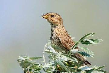 Very close up portrait a corn bunting sits on a bush on blurred background