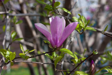 Magnolia flowers on a spring sunny day