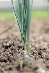 Young leek plants growing in the vegetable patch in the garden in spring