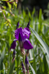 Blooming iris on a sunny spring day