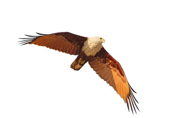 Brahmini kite in flight with open wings isolated on white background.