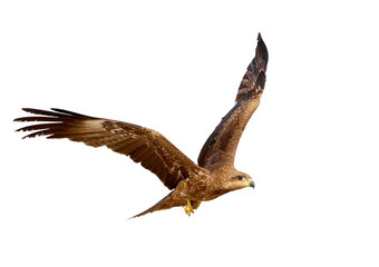 Black kite in flight with fish in legs isolated on white background.