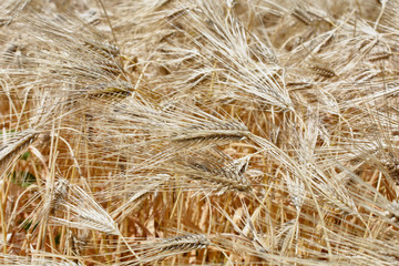Mature wheat ears in the wind