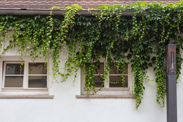 green ivy on white wall