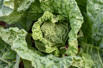 Savoy cabbage growing on a agricultural field in spring