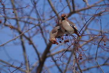 свиристели
