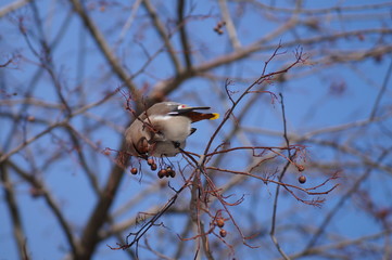 свиристели