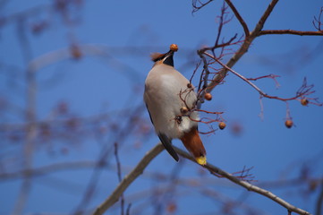 свиристели