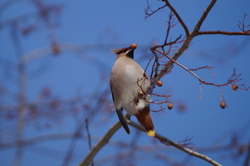 свиристели