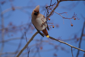свиристели