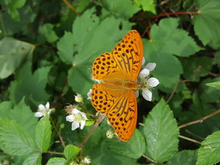 Fritillary butterfly blackberry leaves in forest