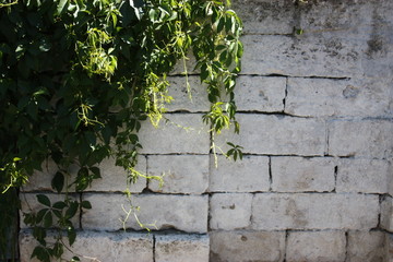 wall and leaves