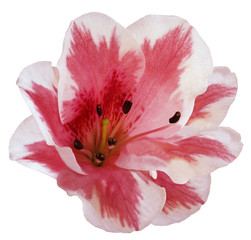 White-pink  flower  lily on  a white isolated background with clipping path  no shadows. Closeup.  Nature.