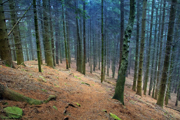 Bosco, Alberi e Sentiero, Wood, Trees and Path © picture10