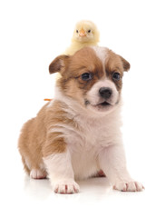 Obraz premium Cute puppy and yellow chicken.
