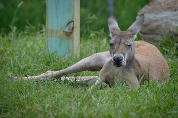 Kangaroo in the grass